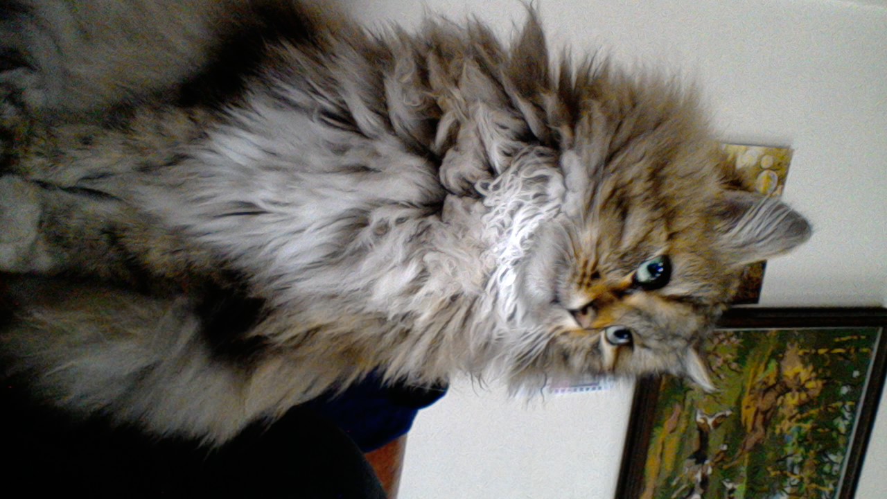 Piuma by Elena Ciotti - Ourboox.com