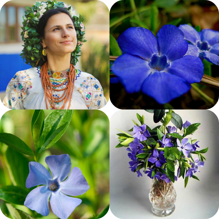 Український віночок by Oleksandr Bakal - Illustrated by електронна книга - Ourboox.com