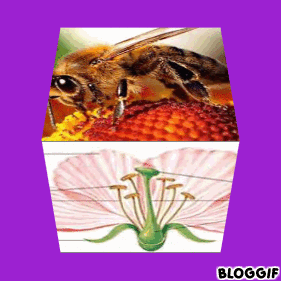 التكاثر الزهري by roua soyeh - Ourboox.com