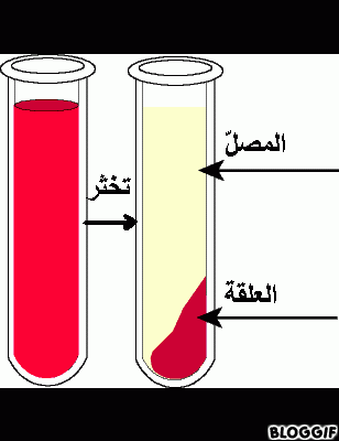 *جهاز دوران الدم* by ines chelbi - Illustrated by *ines chelbi* - Ourboox.com