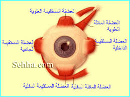 Mohamed chelbi by mohamed chelbi - Ourboox.com