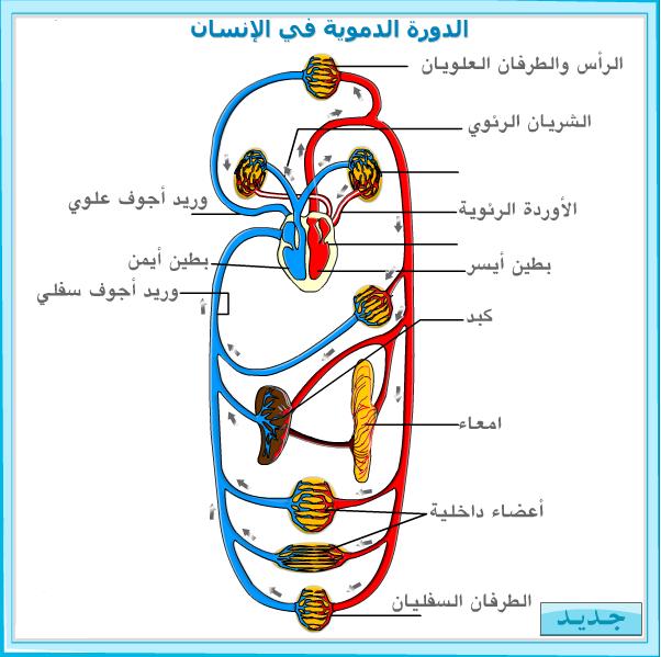 *جهاز دوران الدم* by ines chelbi - Illustrated by *ines chelbi* - Ourboox.com
