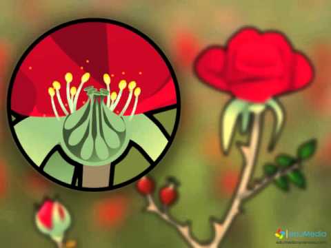 التكاثر الزهري by roua soyeh - Ourboox.com