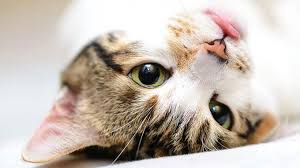 פיגי החתולה by tirtza - Ourboox.com