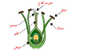 التكاثر الزهري by roua soyeh - Ourboox.com