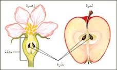التكاثر الزهري by roua soyeh - Ourboox.com
