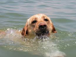 לברדור רטריבר by elior habani - Ourboox.com