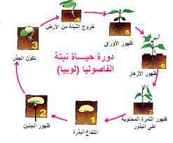 التكاثر الزهري by roua soyeh - Ourboox.com