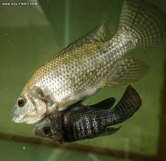 المملكة الحيوانية(الفقاريات) by tasneem - Ourboox.com