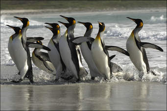 المملكة الحيوانية(الفقاريات) by tasneem - Ourboox.com