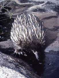 المملكة الحيوانية(الفقاريات) by tasneem - Ourboox.com