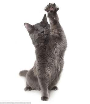 حيوانات أليفة by najahbenothmene - Ourboox.com