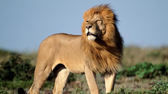 Lion by Modestas - Ourboox.com