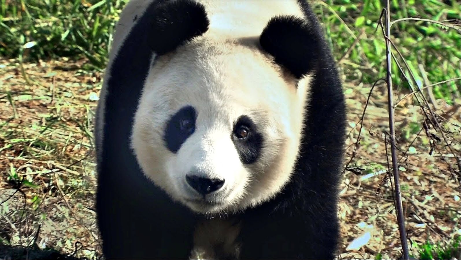 Giant Panda by Goda - Ourboox.com