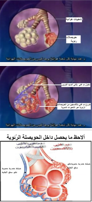 الهواء و التّنفّس by yassine laribi - Ourboox.com