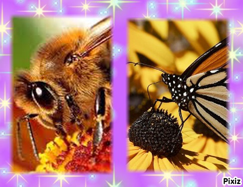 التكاثر الزهري by roua soyeh - Ourboox.com