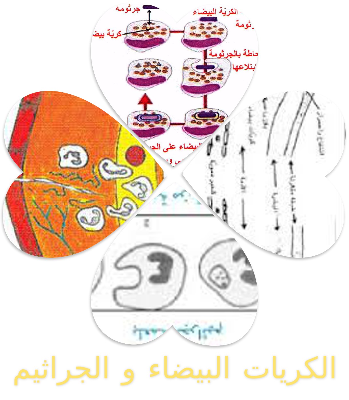 التعفن الجرثومي by rawand abdewahd - Ourboox.com