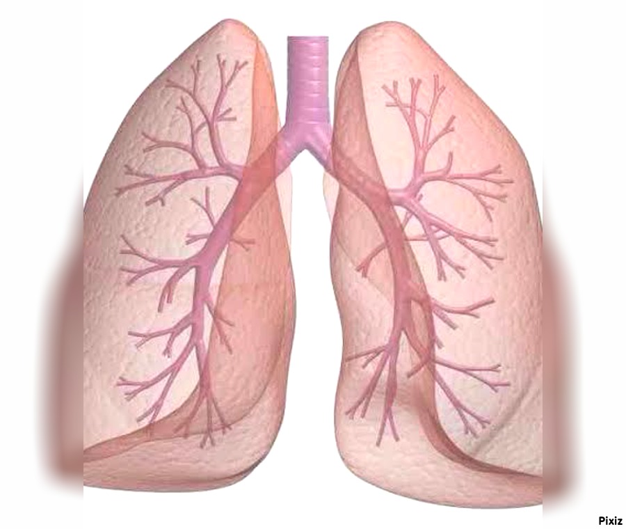 *جهاز دوران الدم* by ines chelbi - Illustrated by *ines chelbi* - Ourboox.com