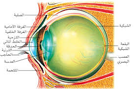 Mohamed chelbi by mohamed chelbi - Ourboox.com