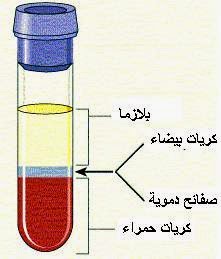 الدم by yasmine  - Illustrated by ياسمين بن عمر - Ourboox.com