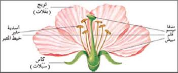 التكاثر الزهري by sahar ben hamed - Ourboox.com