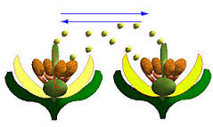 التكاثر الزهري by sahar ben hamed - Ourboox.com