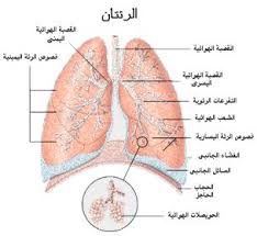 التنفّس عند الإنسان by jihed - Ourboox.com
