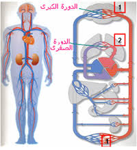 جهاز دوران الدم by ayoub - Ourboox.com