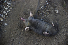 THE FIGHT FOR THE ORCHARD by PotatoGazpachoRuXD - Ourboox.com