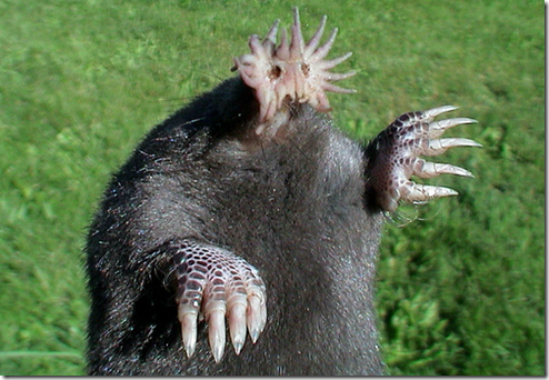 THE FIGHT FOR THE ORCHARD by PotatoGazpachoRuXD - Ourboox.com