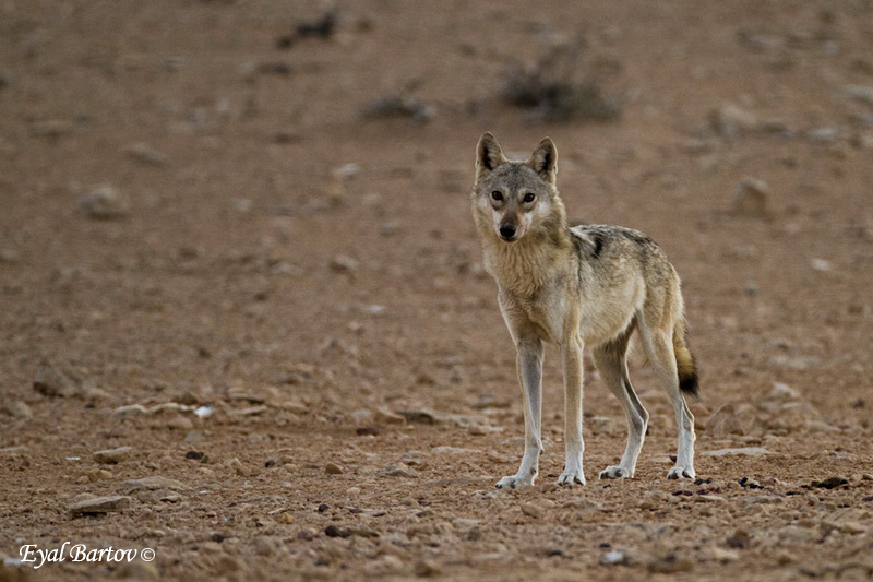 הזאב by hadas - Ourboox.com