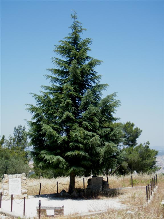 אַגָּדָה עַל שִׁבְעַת הַמִּינִים / אֱלִיעֶזֶר טירקל by yana - Ourboox.com