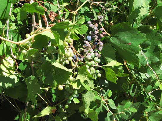 חג שבועות by shani - Illustrated by שני ארוש - Ourboox.com