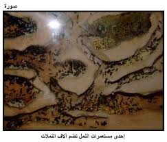 مملكة النمل by lamamahajne - Ourboox.com