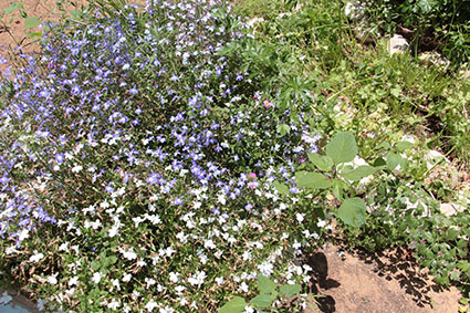 עבודה בצילום by shaked - Illustrated by שקד אליהו - Ourboox.com