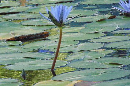 פרויקט בצילום by surafel - Illustrated by סוראפל דמילאו - Ourboox.com