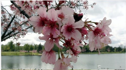 Nava by Nava Cohen - Ourboox.com