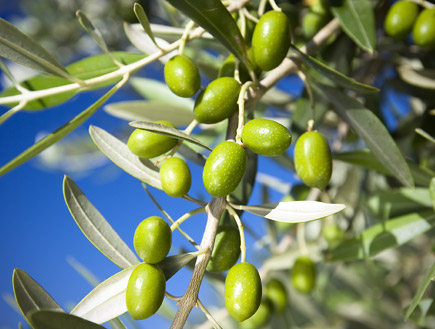 חג שבועות by shani - Illustrated by שני ארוש - Ourboox.com