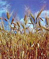 חג שבועות by shani - Illustrated by שני ארוש - Ourboox.com