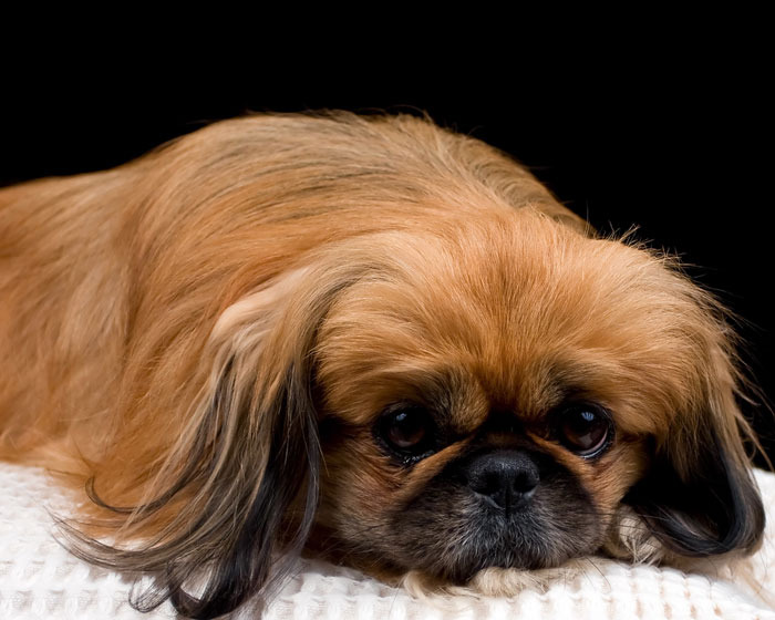 our pets by english- rony and yarden - Ourboox.com