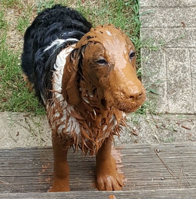 הארון רות ב5 תלמים הכלב המלוכלך by amir - Ourboox.com