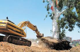עקירת חורשות עצים לעומת בנייה by chani betzer - Illustrated by נויה, רוני, טל, רועי, אביב - Ourboox.com