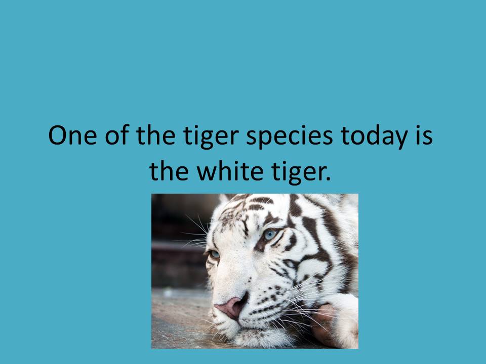 The Dangerous Predator Tiger by zohar - Illustrated by zohar - Ourboox.com