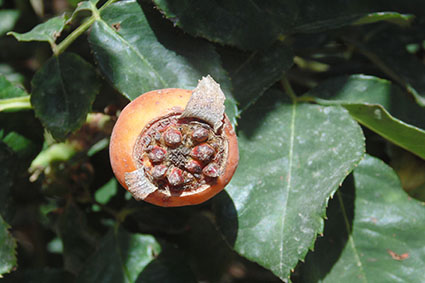 פרויקט בצילום by surafel - Illustrated by סוראפל דמילאו - Ourboox.com