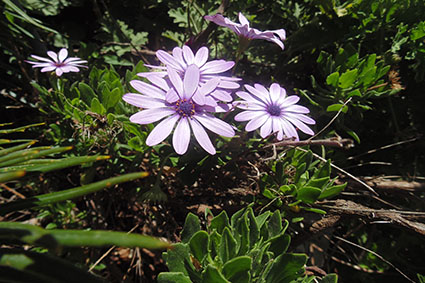 פרויקט בצילום by surafel - Illustrated by סוראפל דמילאו - Ourboox.com