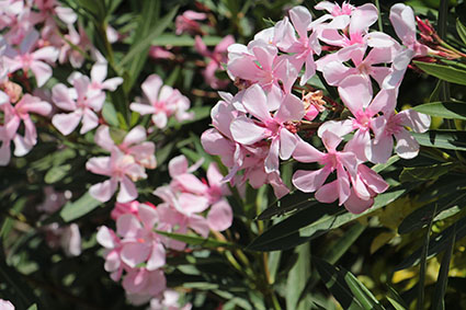 עבודה בצילום by shaked - Illustrated by שקד אליהו - Ourboox.com