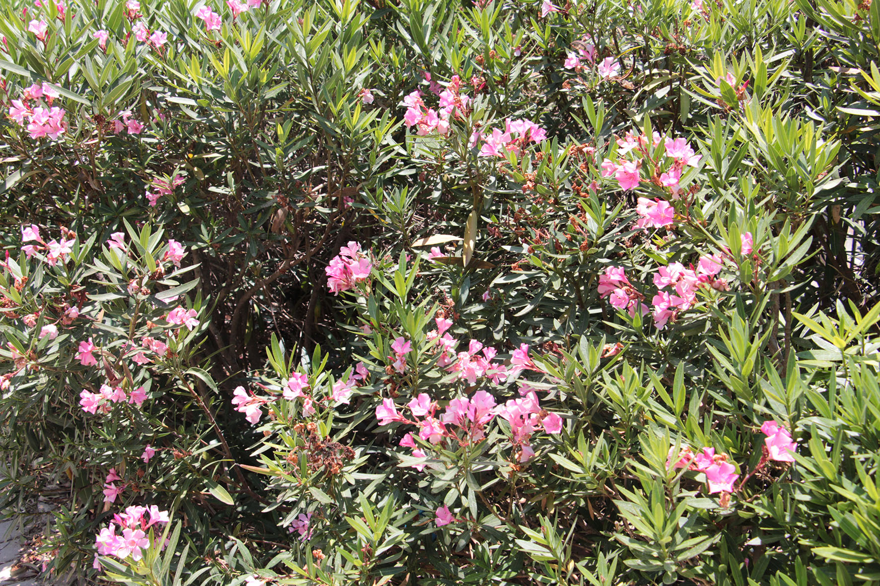 עבודה בצילום by shaked - Illustrated by שקד אליהו - Ourboox.com