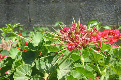 פרויקט בצילום by surafel - Illustrated by סוראפל דמילאו - Ourboox.com