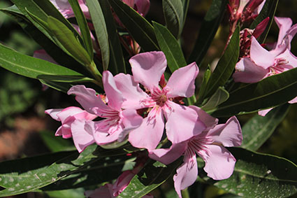 עבודה בצילום by shaked - Illustrated by שקד אליהו - Ourboox.com