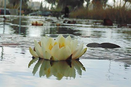 פרויקט בצילום by surafel - Illustrated by סוראפל דמילאו - Ourboox.com